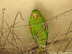 Psittacara leucophthalmus