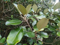 Brachyglottis rotundifolia