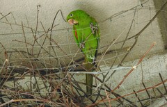 Psittacara leucophthalmus