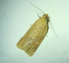 Clepsis consimilana