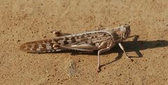 Schistocerca gregaria