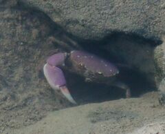 Eurycarcinus orientalis