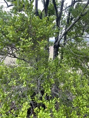Diospyros humilis