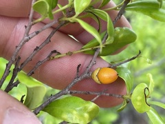 Diospyros humilis