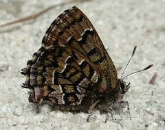 Callophrys niphon