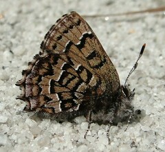 Callophrys niphon