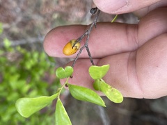 Diospyros humilis