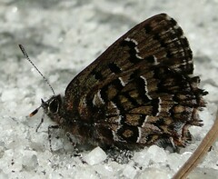 Callophrys niphon