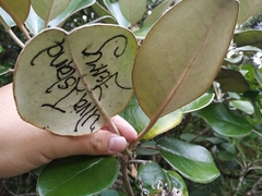 Brachyglottis rotundifolia