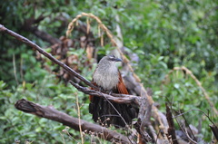 Centropus superciliosus