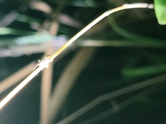 Chalepistes spermophilus