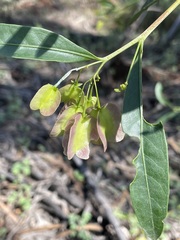Dodonaea lanceolata subsessilifolia