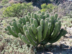 Myrtillocactus cochal