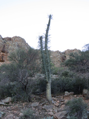 Fouquieria columnaris