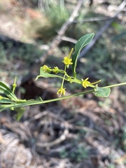Dodonaea lanceolata subsessilifolia