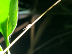 Chalepistes spermophilus