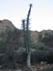 Fouquieria columnaris