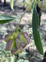 Dodonaea lanceolata subsessilifolia