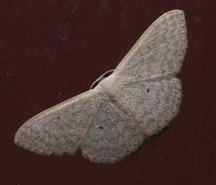 Scopula optivata