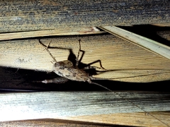 Pleioplectron simplex