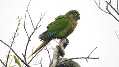 Pyrrhura frontalis
