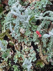Cladonia polydactyla