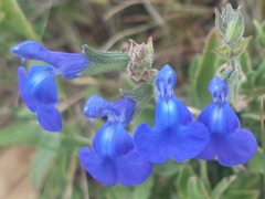 Salvia chamaedryoides