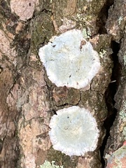 Cryptothecia striata