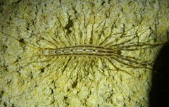 Scutigera coleoptrata