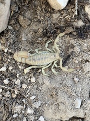 Paravaejovis confusus