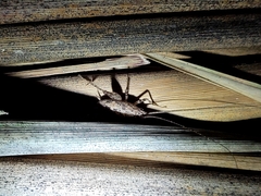 Pleioplectron simplex