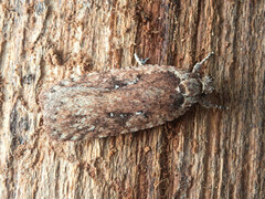 Agonopterix heracliana