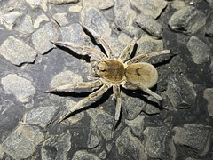 Portacosa cinerea