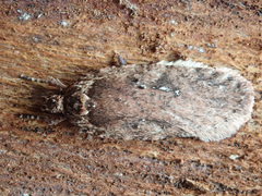 Agonopterix heracliana