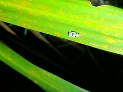 Harmologa amplexana