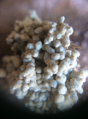 Lecanora phryganitis