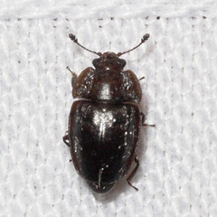 Epuraea populi