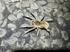 Portacosa cinerea