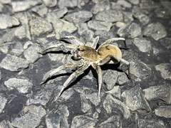 Portacosa cinerea