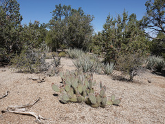 Opuntia diploursina