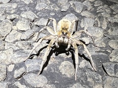 Portacosa cinerea