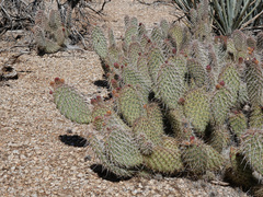 Opuntia diploursina