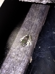 Lithobates vaillanti