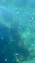 Hypsypops rubicundus