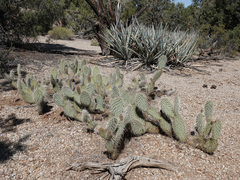 Opuntia diploursina