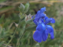 Salvia chamaedryoides