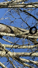 Sphyrapicus ruber