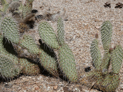 Opuntia diploursina