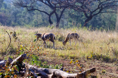 Damaliscus pygargus phillipsi