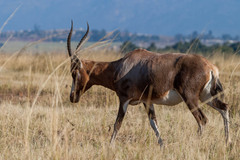 Damaliscus pygargus phillipsi